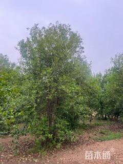 高度600厘米丛生大叶女贞