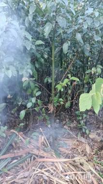 高度100厘米香樟小苗
