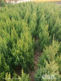 高度50厘米塔柏