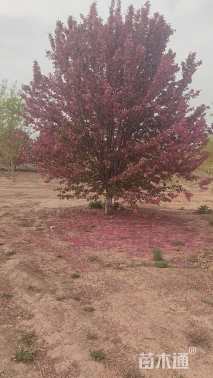 15公分绚丽海棠