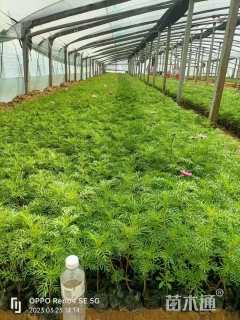 高度15厘米波斯菊