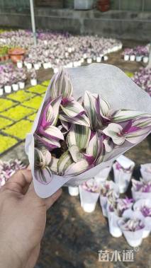 高度16厘米吊兰