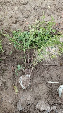 高度50厘米南天竹