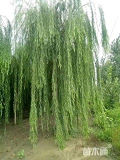 12公分垂柳