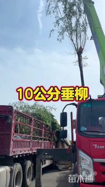 12公分垂柳
