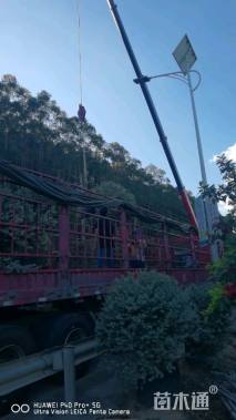 高度80厘米红花玉芙蓉