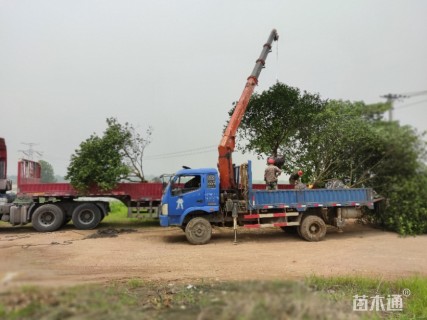 15公分胡柚