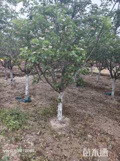 8公分山楂树