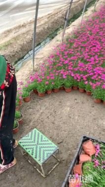 高度30厘米欧石竹