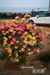 高度80厘米月季