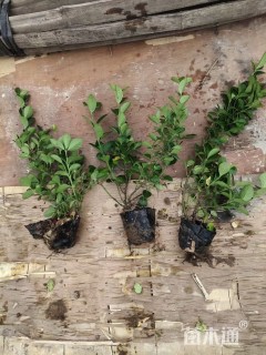 高度35厘米卫矛