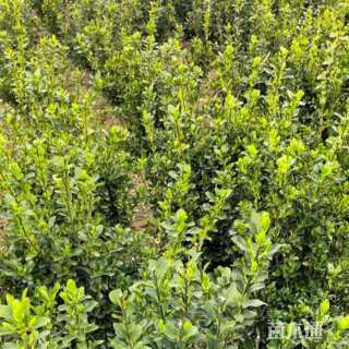 高度140厘米大叶黄杨