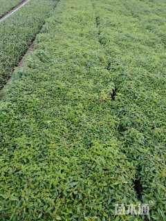 高度20厘米薄荷