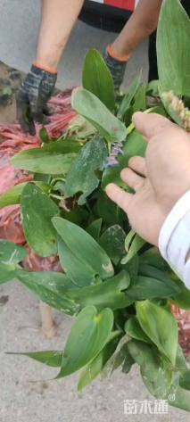 高度50厘米梭鱼草