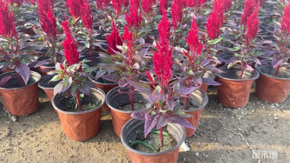 高度20厘米一支笔