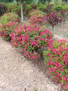 高度80厘米红王子锦带球