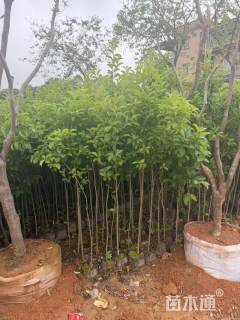 高度200厘米铁冬青小苗