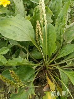 高度30厘米车前草