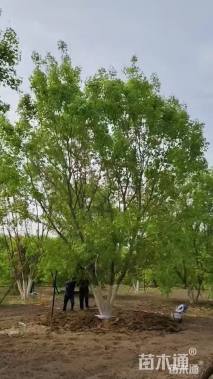 高度900厘米丛生元宝枫