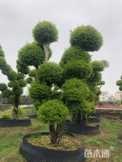 25公分女贞