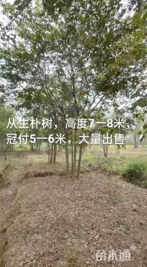 40公分(5杆)丛生朴树