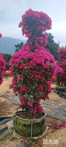 高度270厘米三角梅