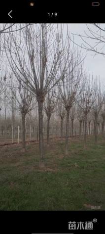 15公分秋紫白蜡