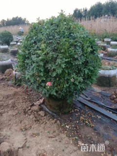 冠幅150厘米月季花球