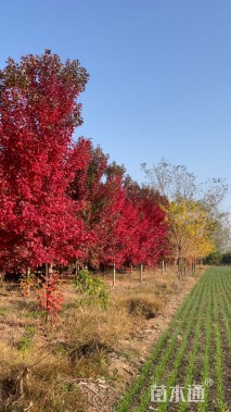 7公分美国红枫-红冠