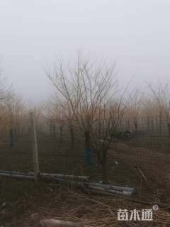 13公分矮接金枝槐