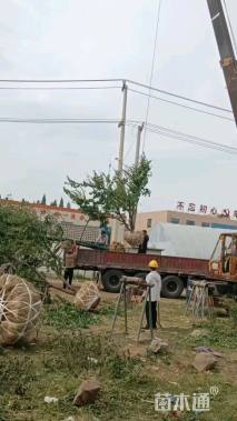13公分早樱