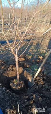 18公分造型红梅