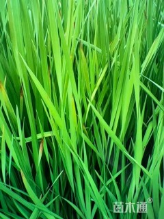 高度50厘米玉蝉花