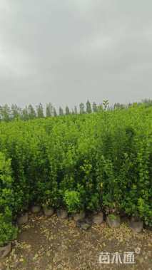 高度55厘米北海道黄杨小苗