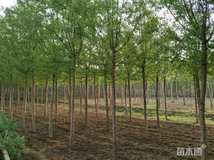 6公分柳树
