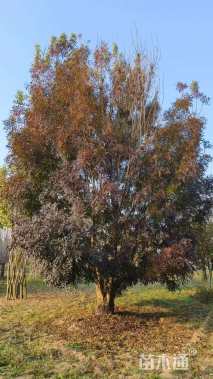 12公分秋紫白蜡