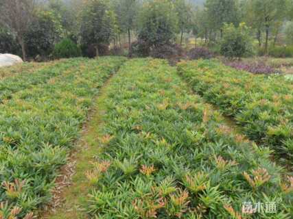 高度30厘米狭叶十大功劳