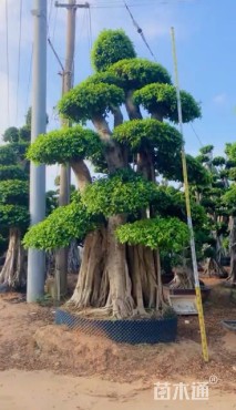 100公分小叶榕