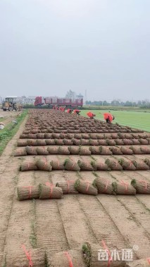 草卷状果岭草