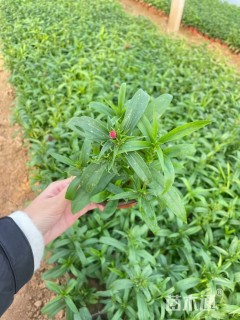 高度20厘米石竹