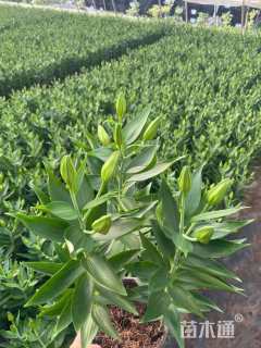 高度40厘米百合