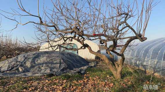 22公分龙爪柿子树