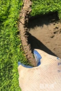 草卷状百慕大草