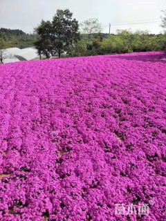 高度20厘米丛生福禄考