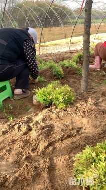 高度10.2厘米南天竹小苗