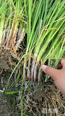 高度30厘米紫娇花