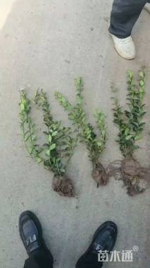 高度20厘米卫矛