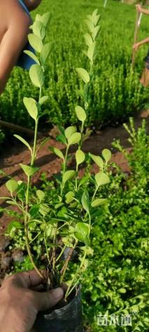 高度50厘米卫矛