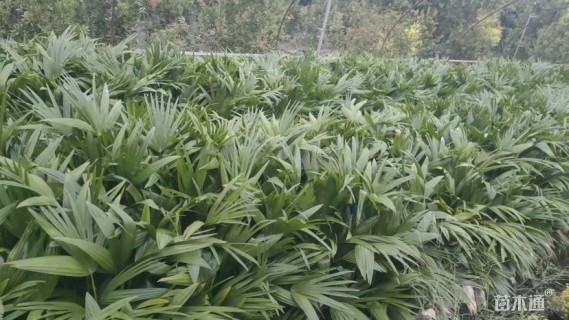 裸干高30厘米蒲葵