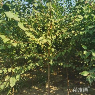 10公分山杏